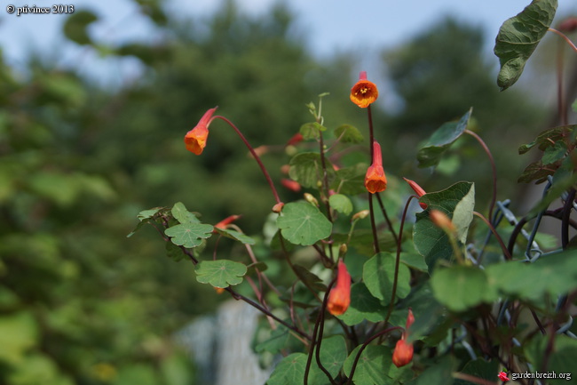 Tropaeolum - capucines vivaces GBPIX_photo_604525