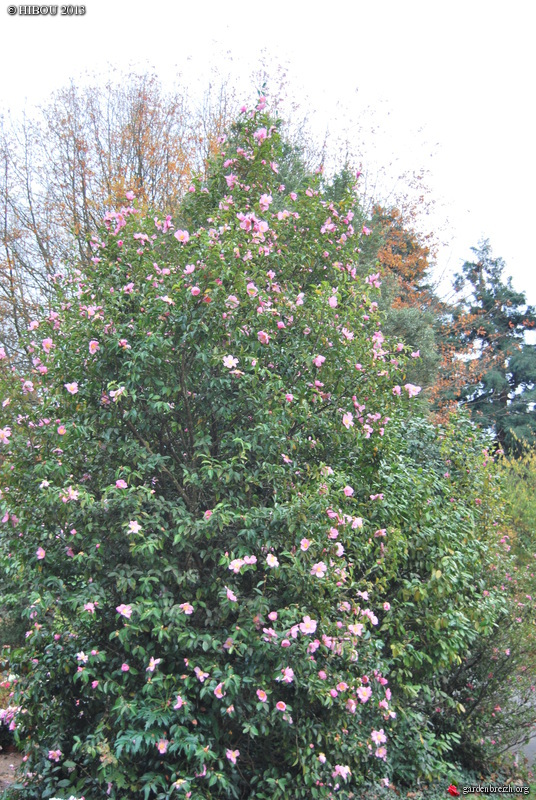 Les Camellias saison 2013-2014 - Page 3 GBPIX_photo_606775