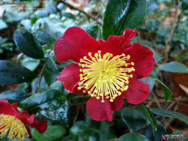 Les Camellias saison 2013-2014 - Page 3 GBPIX_photo_608862