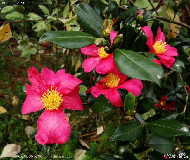 Les Camellias saison 2013-2014 - Page 3 GBPIX_photo_608903