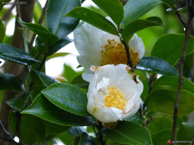 Les Camellias saison 2013-2014 - Page 4 GBPIX_photo_609368