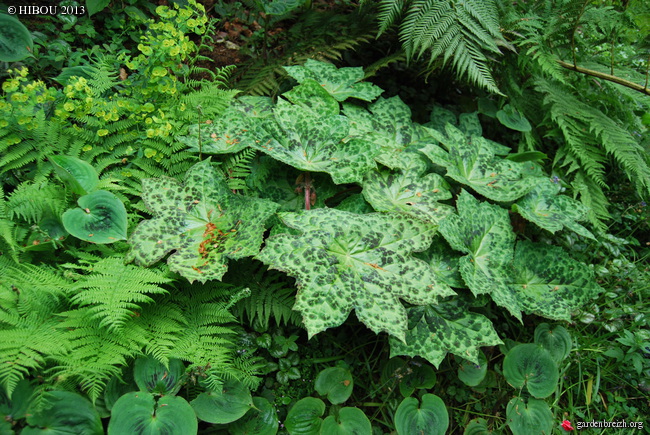 Podophyllum 'Spotty Dotty', Euonymus lucidus - [devinettes] - Page 2 GBPIX_photo_611848