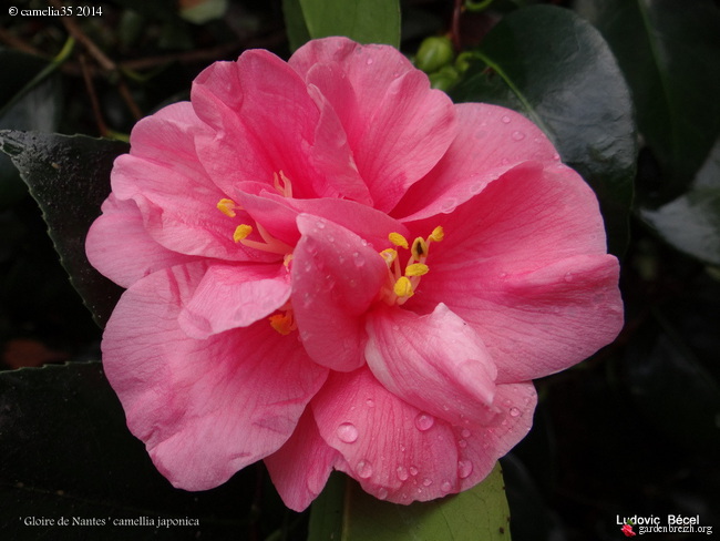 Les Camellias saison 2013-2014 - Page 4 GBPIX_photo_612192