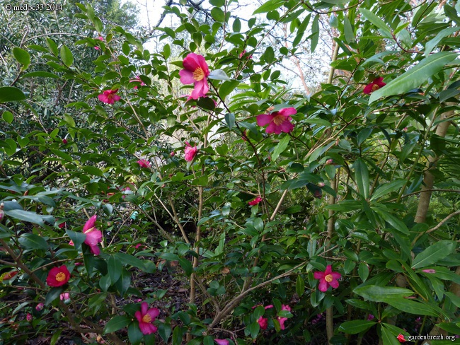 Les Camellias saison 2013-2014 - Page 4 GBPIX_photo_612674