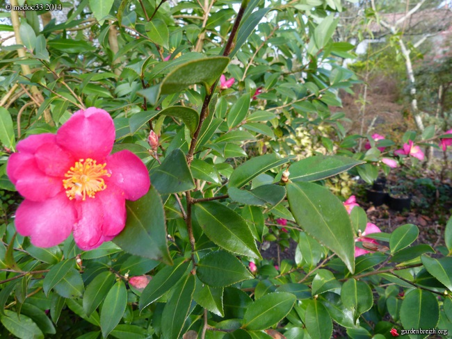 Les Camellias saison 2013-2014 - Page 4 GBPIX_photo_612676