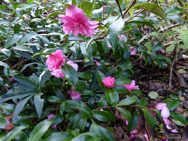 Les Camellias saison 2013-2014 - Page 4 GBPIX_photo_612679