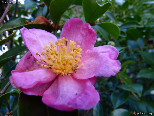 Les Camellias saison 2013-2014 - Page 4 GBPIX_photo_612680