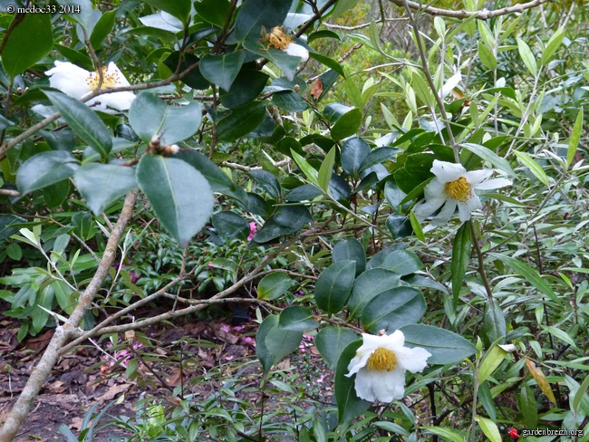 Les Camellias saison 2013-2014 - Page 4 GBPIX_photo_613271