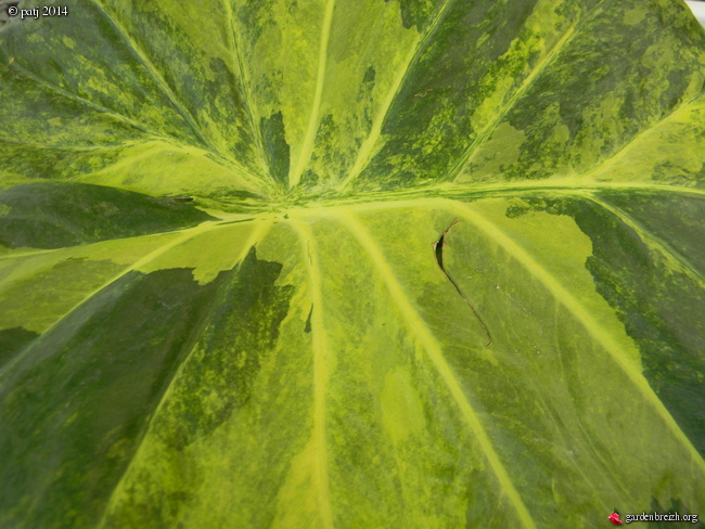 Alocasia odora 'Variegata' Forme Gold  GBPIX_photo_614438