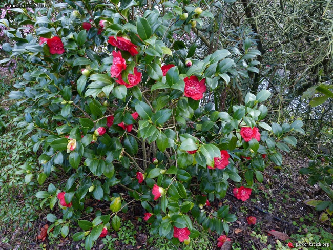 Les Camellias saison 2013-2014 - Page 11 GBPIX_photo_615714