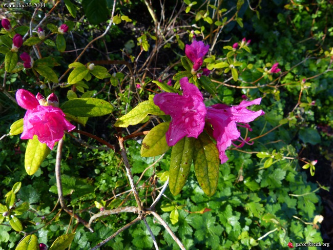 Rhododendrons 2014 GBPIX_photo_616028