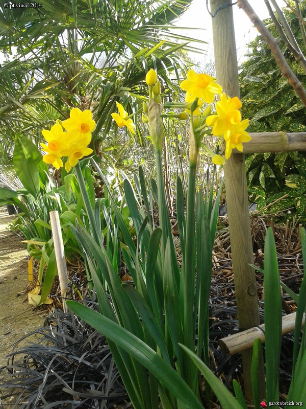 Narcissus tazetta et hybrides horticoles GBPIX_photo_616040