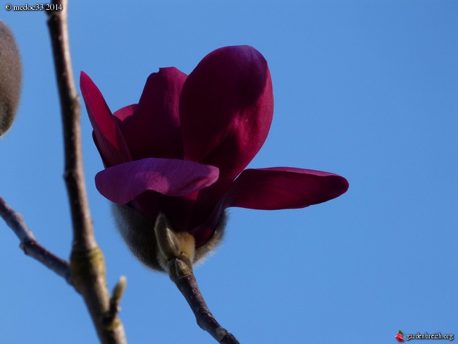 magnolias - Magnolias - Page 13 GBPIX_photo_616139