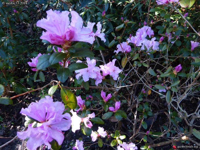 Rhododendrons 2014 GBPIX_photo_616140