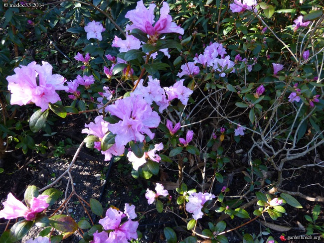 Rhododendrons 2014 GBPIX_photo_616141