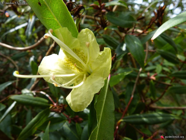 Rhododendrons 2014 GBPIX_photo_616216