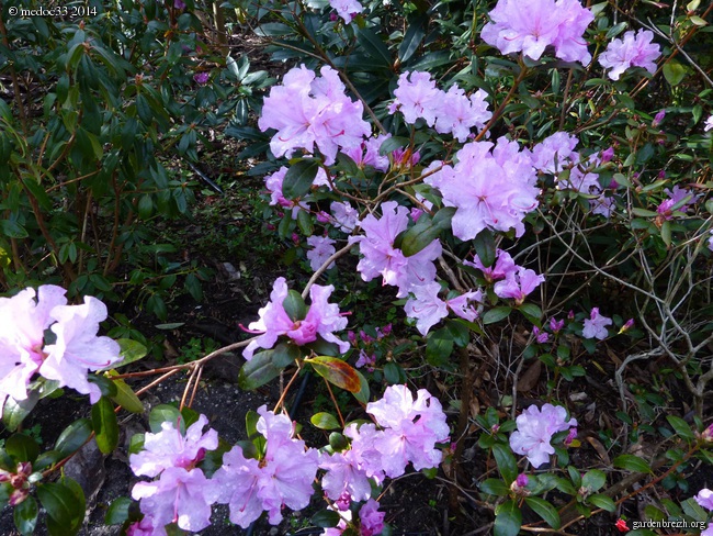 Rhododendron - espèces, variétés, floraisons - Page 2 GBPIX_photo_616223