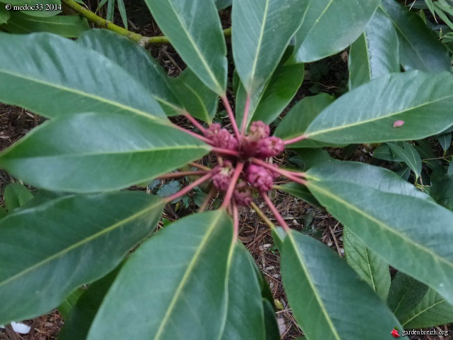 Phoebe sheareri, Bauhinia yunnannensis, Actinidia rubricaulis var coriacea, Illicium simonsii [devinette] GBPIX_photo_617411