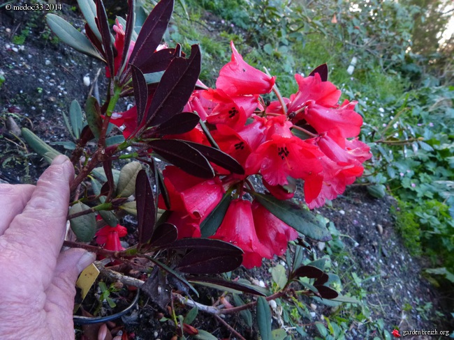 Rhododendron - espèces, variétés, floraisons GBPIX_photo_617673