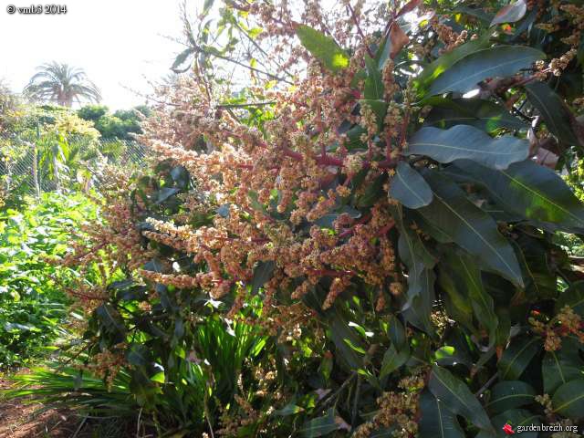 avocatier en fleurs GBPIX_photo_617690