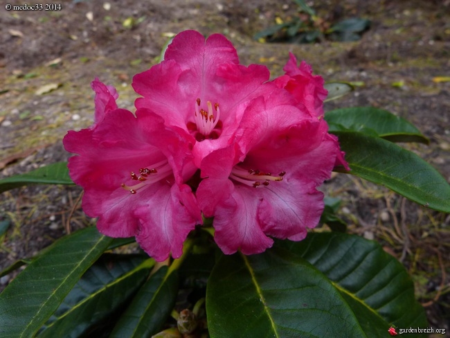 Rhododendron - espèces, variétés, floraisons - Page 2 GBPIX_photo_618108