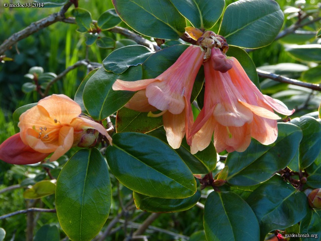 Rhododendron - espèces, variétés, floraisons - Page 2 GBPIX_photo_618261