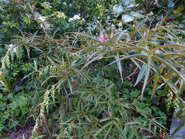 Stachyurus salicifolius, Callistemon teretifolius, Pittosporum illicioides angustifolium, Myrceugenia planipes [devinette] GBPIX_photo_618573