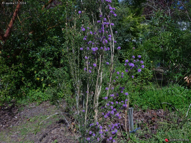 Melaleuca wilsonii, Anthyllis barba-jovis, Sophora davidii, Callistemon pinifolius [devinette] GBPIX_photo_618594