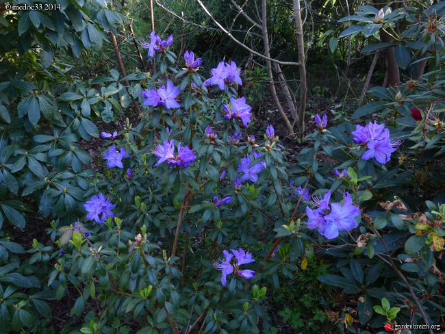 Rhododendron - espèces, variétés, floraisons - Page 2 GBPIX_photo_618771