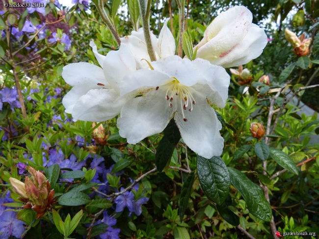 Rhododendron - espèces, variétés, floraisons - Page 2 GBPIX_photo_618883