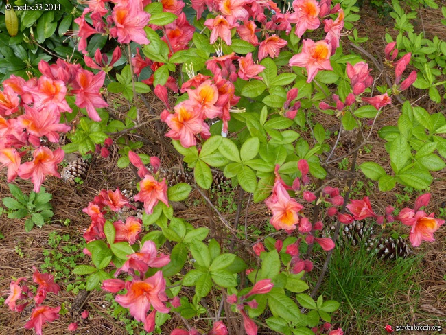 Rhododendron - espèces, variétés, floraisons - Page 2 GBPIX_photo_618890