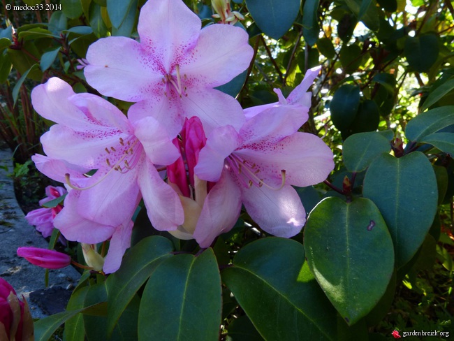 Rhododendron - espèces, variétés, floraisons - Page 2 GBPIX_photo_619338