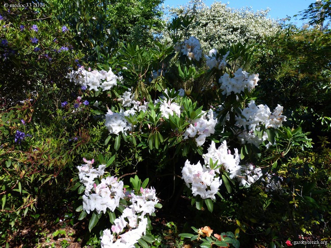 Rhododendron - espèces, variétés, floraisons - Page 2 GBPIX_photo_619341