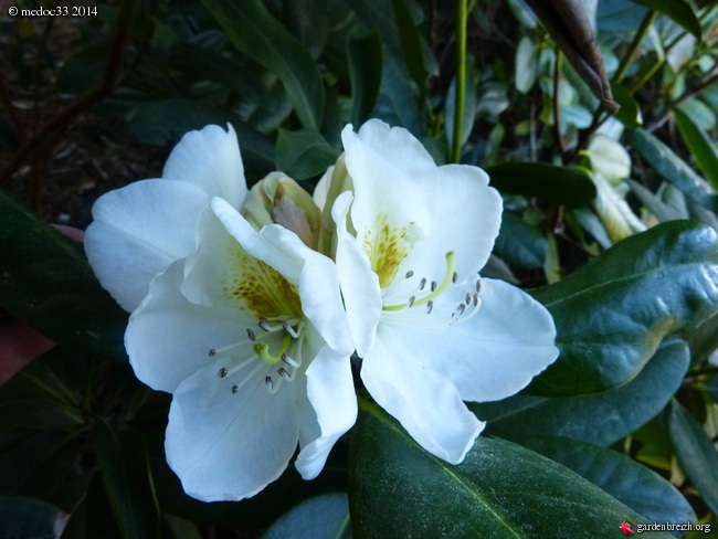 Rhododendron - espèces, variétés, floraisons - Page 2 GBPIX_photo_619344
