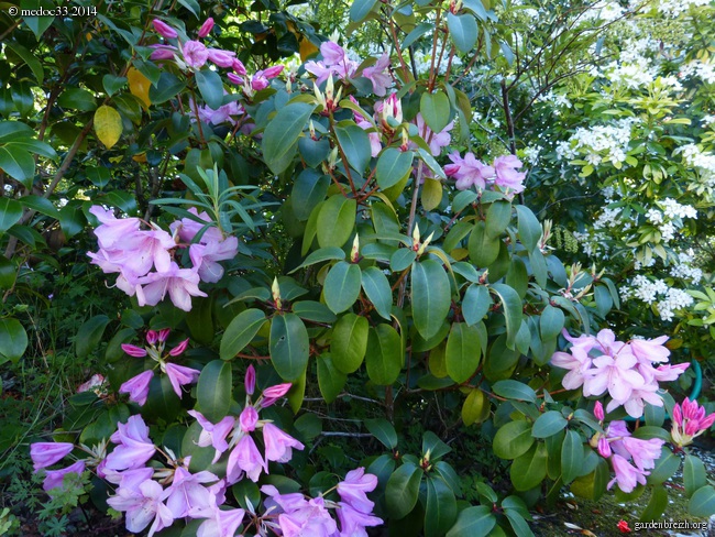 Rhododendron - espèces, variétés, floraisons - Page 2 GBPIX_photo_619681