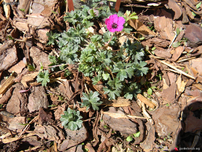 Geranium cinereum - géranium cendré  GBPIX_photo_619690