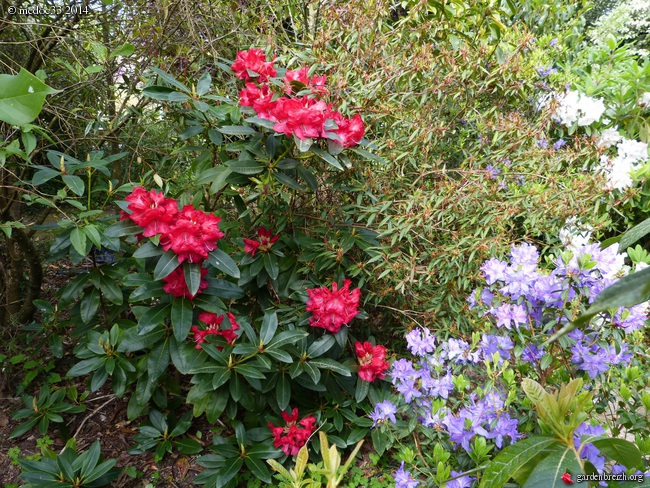 Rhododendron - espèces, variétés, floraisons - Page 2 GBPIX_photo_619704