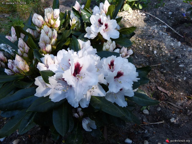 Rhododendron - espèces, variétés, floraisons - Page 2 GBPIX_photo_619705