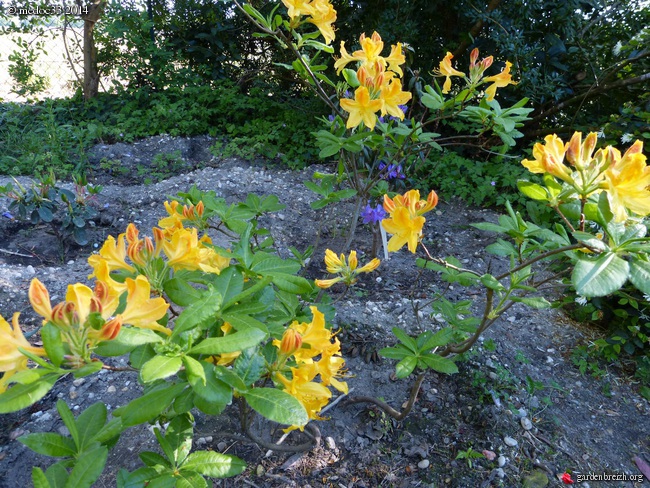 Rhododendron - espèces, variétés, floraisons - Page 2 GBPIX_photo_619707