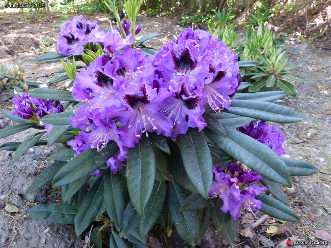 Rhododendron - espèces, variétés, floraisons - Page 2 GBPIX_photo_619708