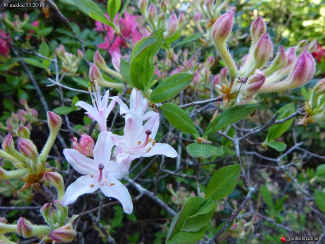 Rhododendron - espèces, variétés, floraisons - Page 2 GBPIX_photo_619722