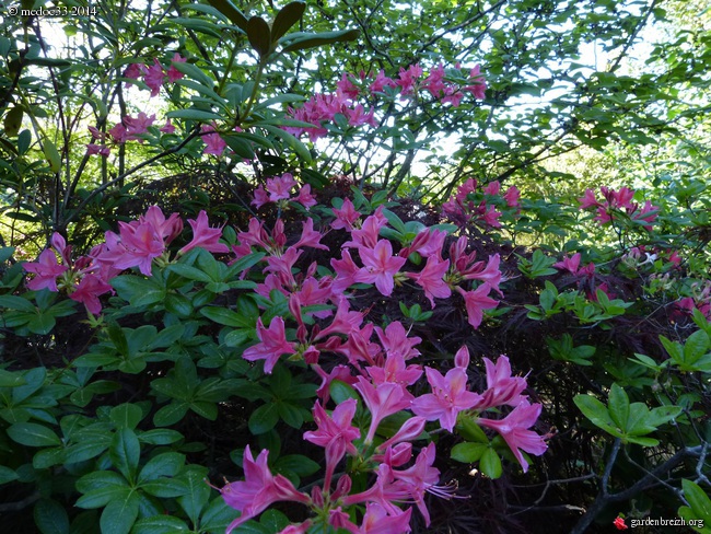 Rhododendron - espèces, variétés, floraisons - Page 2 GBPIX_photo_619724