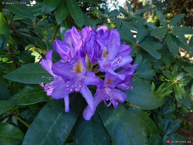 Rhododendron - espèces, variétés, floraisons - Page 2 GBPIX_photo_619725