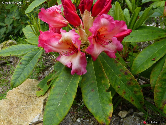 Rhododendron - espèces, variétés, floraisons - Page 2 GBPIX_photo_619776