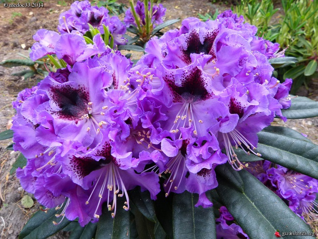 Rhododendron - espèces, variétés, floraisons - Page 2 GBPIX_photo_619804