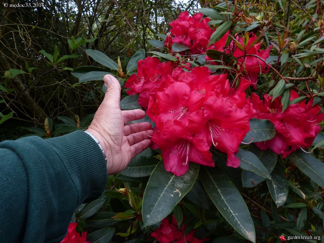Rhododendron - espèces, variétés, floraisons - Page 2 GBPIX_photo_619809