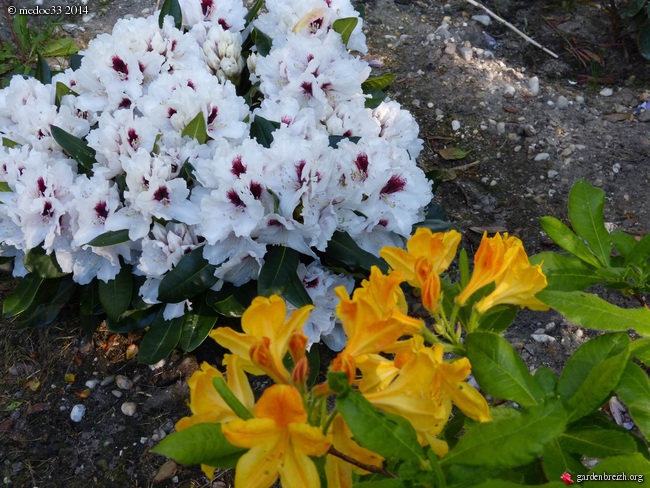 Rhododendron - espèces, variétés, floraisons - Page 2 GBPIX_photo_619907