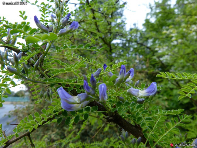 Sophora davidii (davidi) (= Sophora viciifolia) - sophora de David  - Page 2 GBPIX_photo_620171