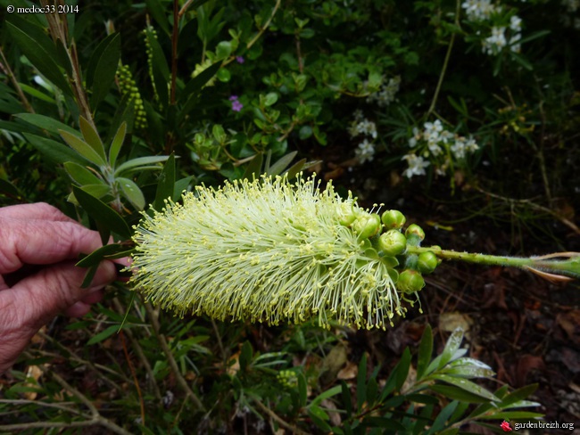 Callistemon - le genre GBPIX_photo_620225