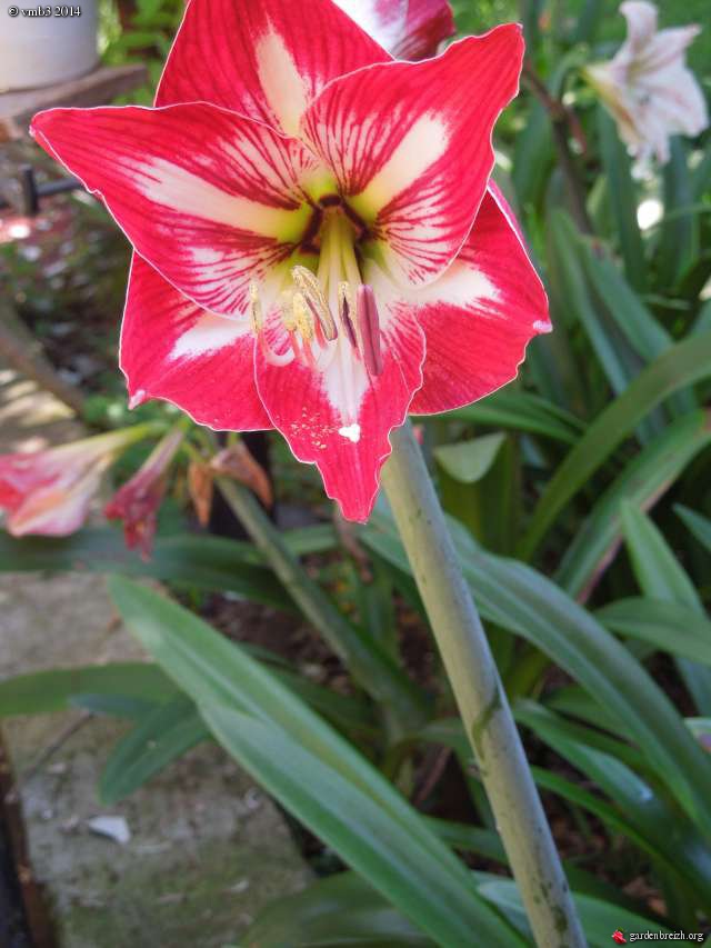 Hippeastrum sans nom  GBPIX_photo_620672